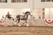 ete's Photography - Equine photography of various equine events at the Ancaster Fair including riding, driving, single carts and six draft horse hitches.