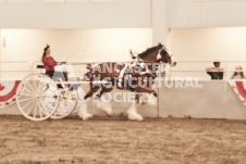 ete's Photography - Equine photography of various equine events at the Ancaster Fair including riding, driving, single carts and six draft horse hitches.