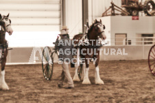 ete's Photography - Equine photography of various equine events at the Ancaster Fair including riding, driving, single carts and six draft horse hitches.