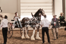 ete's Photography - Equine photography of various equine events at the Ancaster Fair including riding, driving, single carts and six draft horse hitches.