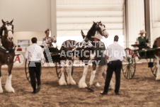 ete's Photography - Equine photography of various equine events at the Ancaster Fair including riding, driving, single carts and six draft horse hitches.