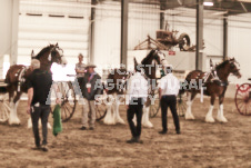 ete's Photography - Equine photography of various equine events at the Ancaster Fair including riding, driving, single carts and six draft horse hitches.