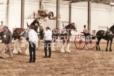 ete's Photography - Equine photography of various equine events at the Ancaster Fair including riding, driving, single carts and six draft horse hitches.