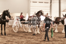 ete's Photography - Equine photography of various equine events at the Ancaster Fair including riding, driving, single carts and six draft horse hitches.