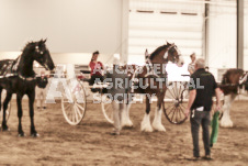 ete's Photography - Equine photography of various equine events at the Ancaster Fair including riding, driving, single carts and six draft horse hitches.