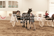 ete's Photography - Equine photography of various equine events at the Ancaster Fair including riding, driving, single carts and six draft horse hitches.