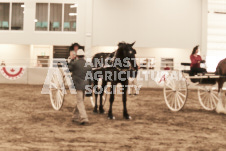 ete's Photography - Equine photography of various equine events at the Ancaster Fair including riding, driving, single carts and six draft horse hitches.