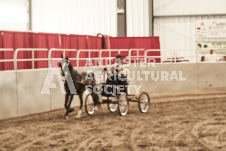 ete's Photography - Equine photography of various equine events at the Ancaster Fair including riding, driving, single carts and six draft horse hitches.