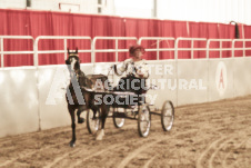 ete's Photography - Equine photography of various equine events at the Ancaster Fair including riding, driving, single carts and six draft horse hitches.