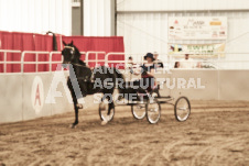 ete's Photography - Equine photography of various equine events at the Ancaster Fair including riding, driving, single carts and six draft horse hitches.