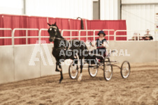 ete's Photography - Equine photography of various equine events at the Ancaster Fair including riding, driving, single carts and six draft horse hitches.