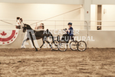 ete's Photography - Equine photography of various equine events at the Ancaster Fair including riding, driving, single carts and six draft horse hitches.