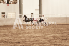 ete's Photography - Equine photography of various equine events at the Ancaster Fair including riding, driving, single carts and six draft horse hitches.