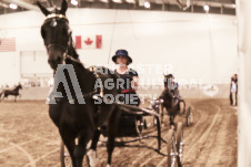 ete's Photography - Equine photography of various equine events at the Ancaster Fair including riding, driving, single carts and six draft horse hitches.