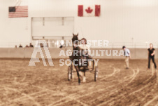 ete's Photography - Equine photography of various equine events at the Ancaster Fair including riding, driving, single carts and six draft horse hitches.