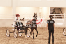 ete's Photography - Equine photography of various equine events at the Ancaster Fair including riding, driving, single carts and six draft horse hitches.