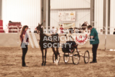 ete's Photography - Equine photography of various equine events at the Ancaster Fair including riding, driving, single carts and six draft horse hitches.