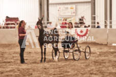 ete's Photography - Equine photography of various equine events at the Ancaster Fair including riding, driving, single carts and six draft horse hitches.