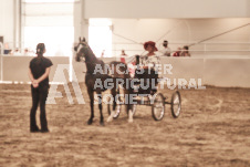 ete's Photography - Equine photography of various equine events at the Ancaster Fair including riding, driving, single carts and six draft horse hitches.