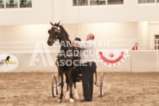 ete's Photography - Equine photography of various equine events at the Ancaster Fair including riding, driving, single carts and six draft horse hitches.