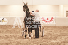 ete's Photography - Equine photography of various equine events at the Ancaster Fair including riding, driving, single carts and six draft horse hitches.