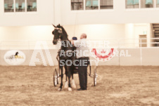 ete's Photography - Equine photography of various equine events at the Ancaster Fair including riding, driving, single carts and six draft horse hitches.