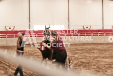 ete's Photography - Equine photography of various equine events at the Ancaster Fair including riding, driving, single carts and six draft horse hitches.