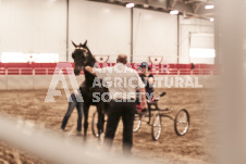 ete's Photography - Equine photography of various equine events at the Ancaster Fair including riding, driving, single carts and six draft horse hitches.