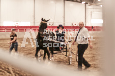 ete's Photography - Equine photography of various equine events at the Ancaster Fair including riding, driving, single carts and six draft horse hitches.