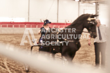 ete's Photography - Equine photography of various equine events at the Ancaster Fair including riding, driving, single carts and six draft horse hitches.