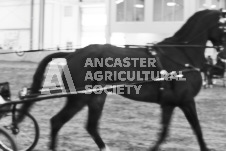 ete's Photography - Equine photography of various equine events at the Ancaster Fair including riding, driving, single carts and six draft horse hitches.