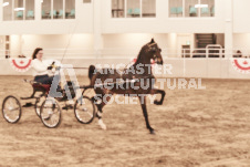 ete's Photography - Equine photography of various equine events at the Ancaster Fair including riding, driving, single carts and six draft horse hitches.