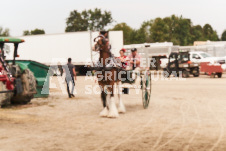 ete's Photography - Equine photography of various equine events at the Ancaster Fair including riding, driving, single carts and six draft horse hitches.