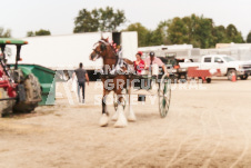 ete's Photography - Equine photography of various equine events at the Ancaster Fair including riding, driving, single carts and six draft horse hitches.