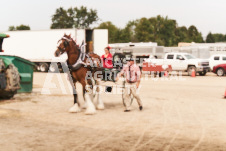 ete's Photography - Equine photography of various equine events at the Ancaster Fair including riding, driving, single carts and six draft horse hitches.