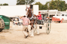 ete's Photography - Equine photography of various equine events at the Ancaster Fair including riding, driving, single carts and six draft horse hitches.