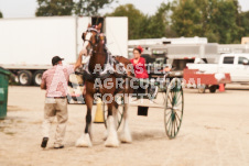 ete's Photography - Equine photography of various equine events at the Ancaster Fair including riding, driving, single carts and six draft horse hitches.