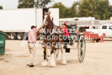 ete's Photography - Equine photography of various equine events at the Ancaster Fair including riding, driving, single carts and six draft horse hitches.