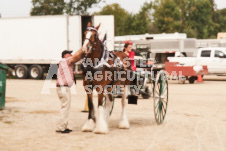 ete's Photography - Equine photography of various equine events at the Ancaster Fair including riding, driving, single carts and six draft horse hitches.