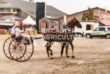 ete's Photography - Equine photography of various equine events at the Ancaster Fair including riding, driving, single carts and six draft horse hitches.