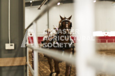 ete's Photography - Equine photography of various equine events at the Ancaster Fair including riding, driving, single carts and six draft horse hitches.