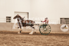 ete's Photography - Equine photography of various equine events at the Ancaster Fair including riding, driving, single carts and six draft horse hitches.