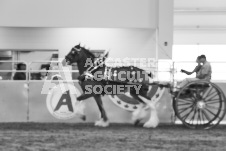 ete's Photography - Equine photography of various equine events at the Ancaster Fair including riding, driving, single carts and six draft horse hitches.