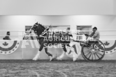 ete's Photography - Equine photography of various equine events at the Ancaster Fair including riding, driving, single carts and six draft horse hitches.