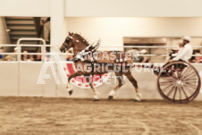 ete's Photography - Equine photography of various equine events at the Ancaster Fair including riding, driving, single carts and six draft horse hitches.