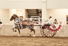 ete's Photography - Equine photography of various equine events at the Ancaster Fair including riding, driving, single carts and six draft horse hitches.