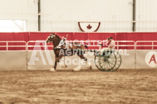 ete's Photography - Equine photography of various equine events at the Ancaster Fair including riding, driving, single carts and six draft horse hitches.