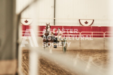 ete's Photography - Equine photography of various equine events at the Ancaster Fair including riding, driving, single carts and six draft horse hitches.