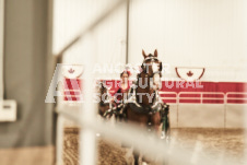 ete's Photography - Equine photography of various equine events at the Ancaster Fair including riding, driving, single carts and six draft horse hitches.