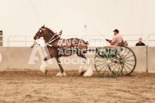 ete's Photography - Equine photography of various equine events at the Ancaster Fair including riding, driving, single carts and six draft horse hitches.